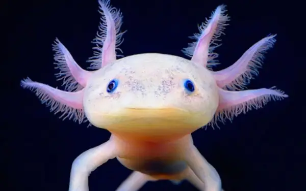 Cá Axolotl - Cá Khủng Long 6 Sừng