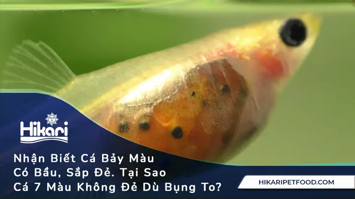 Cách Nuôi Cá Bảy Màu: Bí Quyết Thành Công Cho Người Mới Bắt Đầu