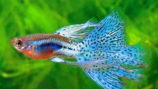 Một Số Kinh Nghiệm Chăm Sóc Cá Bảy Màu Giúp Lên Màu Nhanh Và Đẹp Nhất