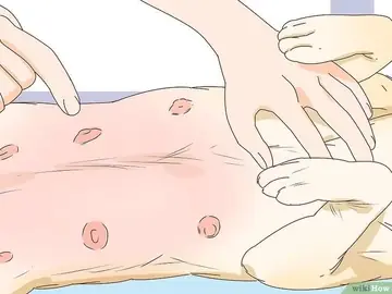 Cách Nhận Biết Chó Mang Thai Sớm Nhất - Kallos Vietnam