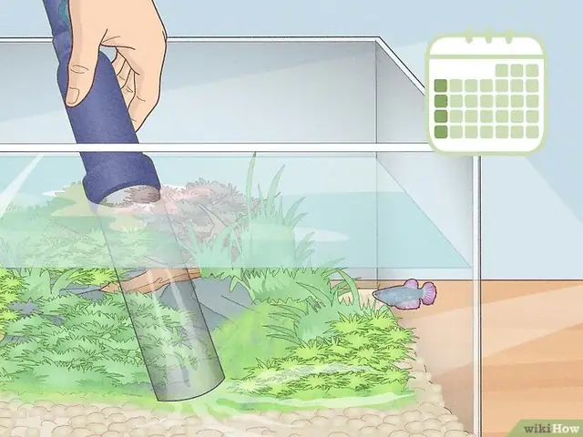 Bước 2: Để Giảm Thiểu Nguy Cơ Nhiễm Độc Tố, Bạn Nên Thay Toàn Bộ Nước Trong Bể Cá Betta Mỗi Tháng Một Lần.