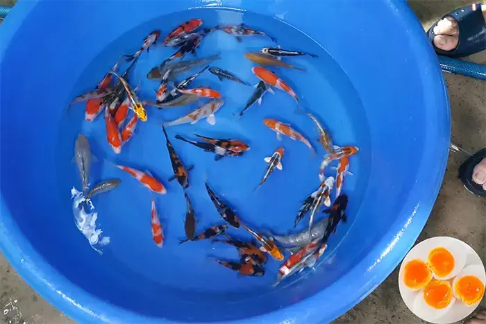 Hướng Dẫn Chi Tiết Cách Nuôi Cá Bột Mới Nở Cho Người Mới Bắt Đầu
