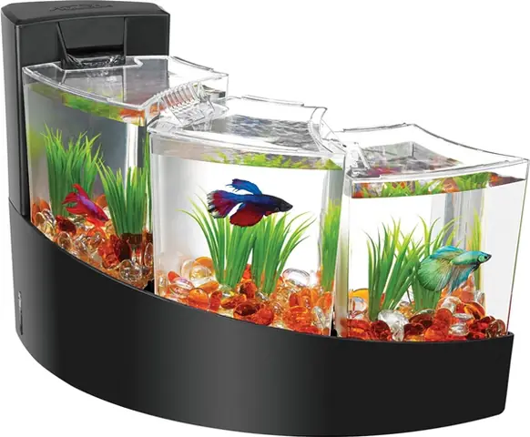 Cách Cho Cá Ăn Đối Với Bể Thủy Tinh Nhỏ