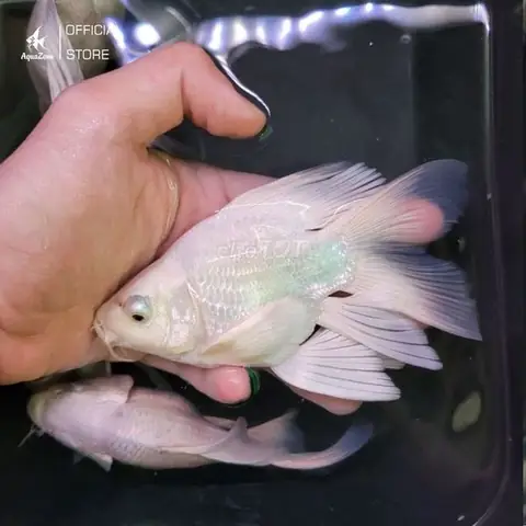 Cá Chép Sư Tử Giá Bao Nhiêu