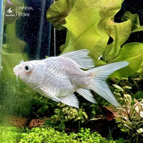 Nguồn Gốc Của Cá Chép Sư Tử