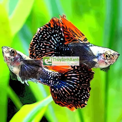 Thức Ăn Cho Cá Bảy Màu, Betta, Cá Thủy Sinh – Cám Pandora