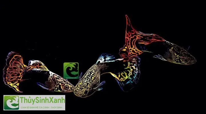 18 Cách Nuôi Cá Bảy Màu Con Mau Lớn Lên Màu Đẹp Không Bị Chết