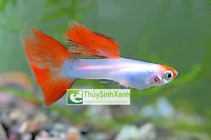 Cám Cá Vàng, Cá Bảy Màu Tăng Size Nhanh, Lên Màu Đẹp
