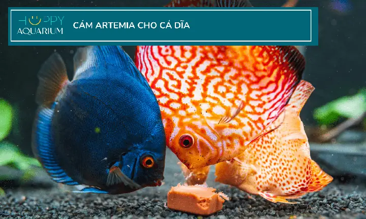 Loại Cám Cho Cá Dĩa Giúp Tăng Trưởng Và Lên Màu Đẹp
