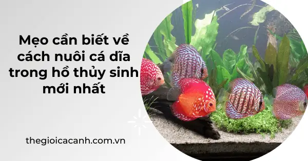 Mẹo Cần Biết Về Cách Nuôi Cá Dĩa Trong Hồ Thủy Sinh Mới Nhất