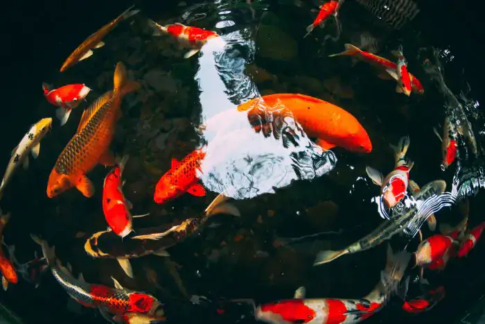 Phòng Ngừa Bệnh Cho Cá Koi Mau Lớn