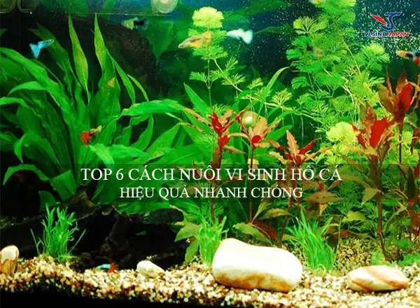 Cách Nuôi Cá Hổ Bắc: Hướng Dẫn Chi Tiết Từ Cơ Bản Đến Nâng Cao