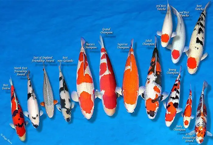 Chọn Giống Nuôi Cá Koi