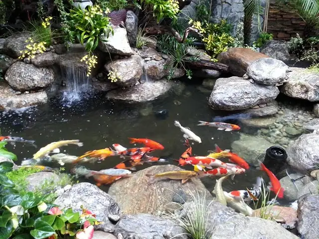 Kinh Nghiệm Chăm Sóc Cá Koi Vào Mùa Hè, Thời Tiết Nóng Bức