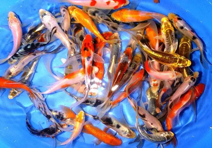 Chọn Giống Nuôi Cá Koi