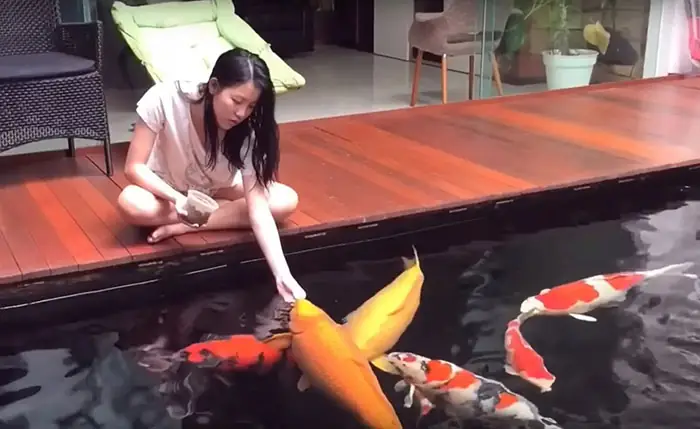 Để Cho Cá Ăn Đạt Hiệu Quả, Người Nuôi Cần Chú Ý Những Điểm Sau: