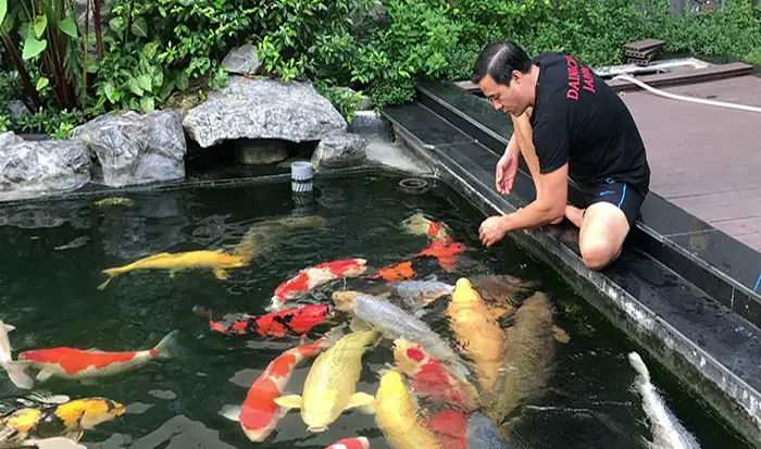 Đặc Điểm Của Các Giống Cá Koi