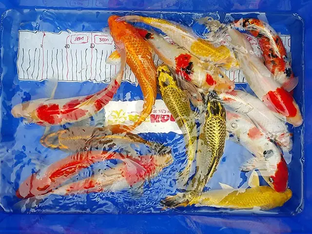 – Đối Với Hồ Mới Chưa Từng Thả Cá