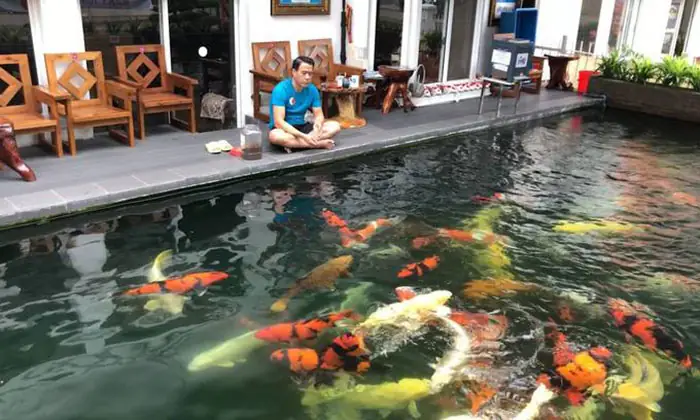 Thức Ăn Nuôi Cá Koi