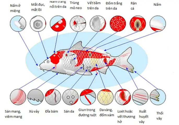 Bệnh Tật Khi Nuôi Cá Koi: Nguyên Nhân Và Cách Phòng Tránh