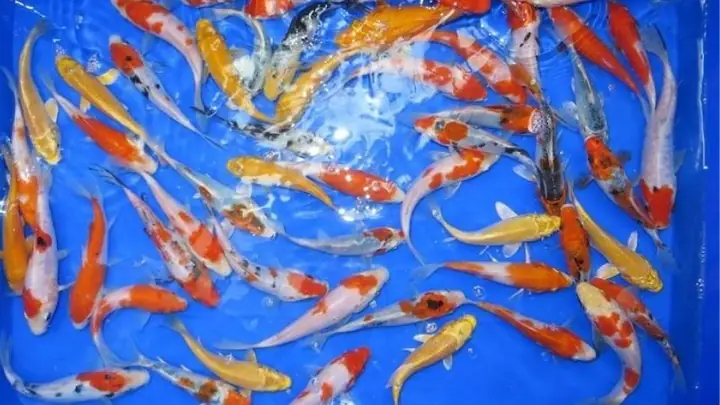 Làm Thế Nào Để Cá Koi Mini Lên Màu Đẹp?