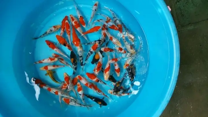 Cá Koi Mini Dòng Koi Chuẩn Được Nhiều Khách Hàng Lựa Chọn