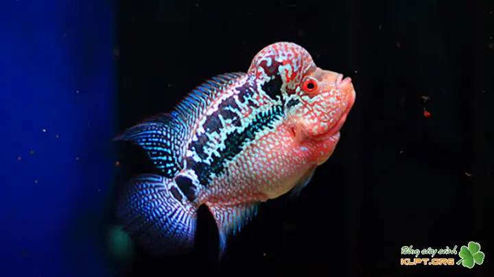Giới Thiệu Chung Về Cá La Hán Bột