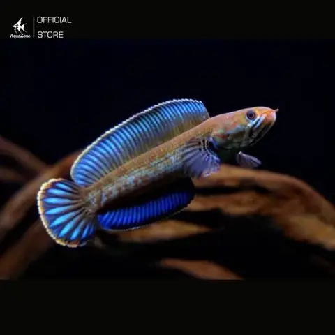 Cá Lóc Cầu Vòng Xanh