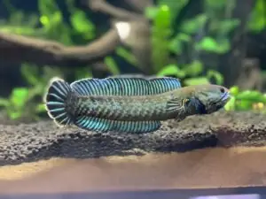 Cho Cá Lóc Bột Ăn Artemia Sấy Khô Được Không?