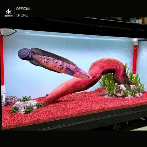 Giữ Bể Cá Sạch Sẽ