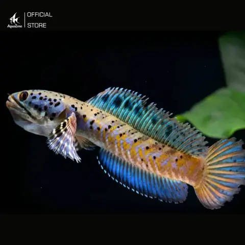 Cá Lóc Pháo Hoa Đốm Vàng