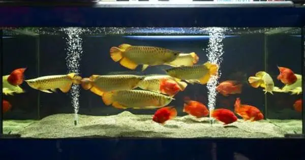 Cách Nuôi Cá Rồng Size Nhỏ