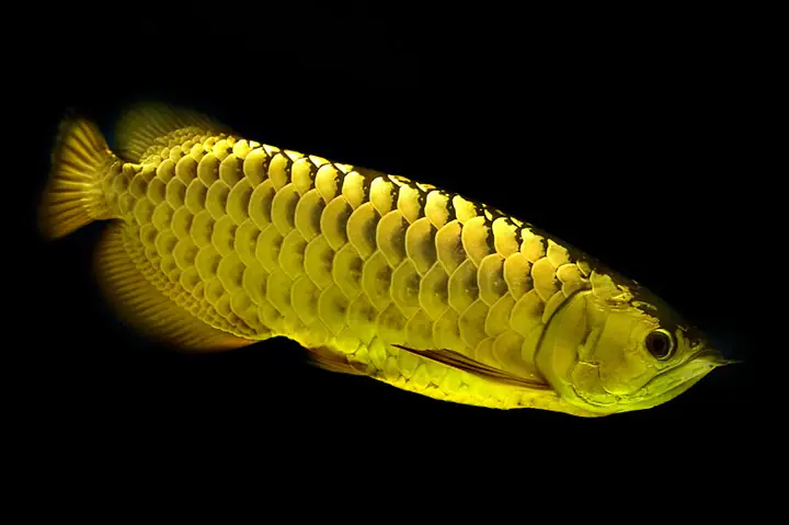 Cá Rồng Vàng