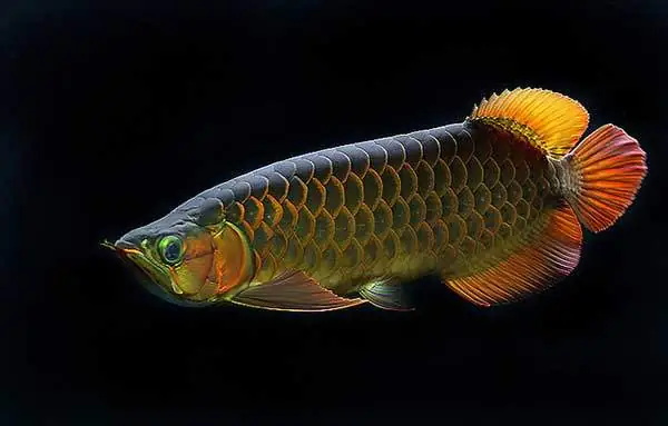 Giới Thiệu Cá Rồng Ngân Long