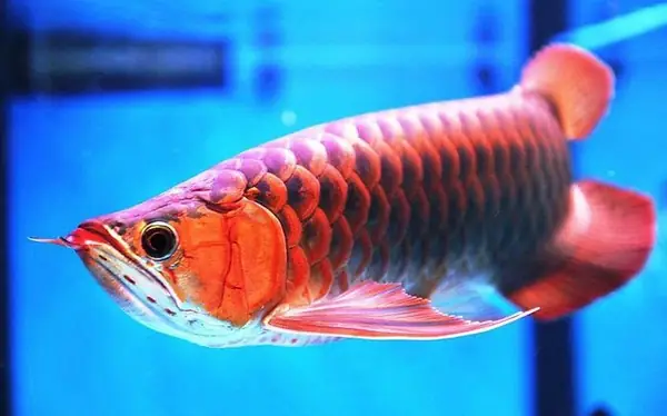 Giai Đoạn Cá Rồng Trưởng Thành