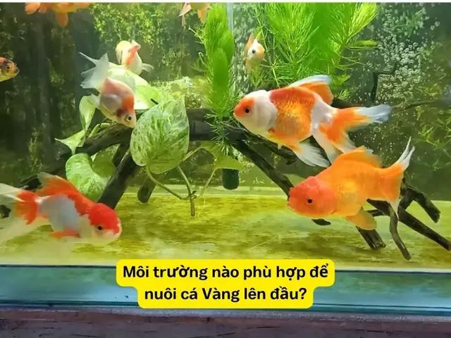 Môi Trường Nào Phù Hợp Để Nuôi Cá Vàng Lên Đầu?