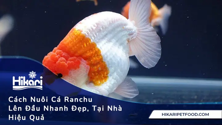 Cách Nuôi Cá Ranchu Lên Đầu: Bí Mật Cho Bướu Thịt Cực Đẹp