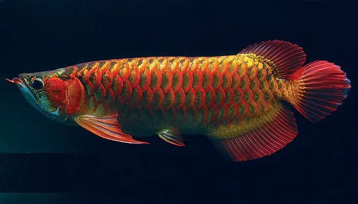 Thức Ăn Cho Cá Rồng