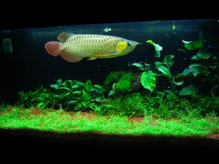 Thay Nước Trong Bể Nuôi