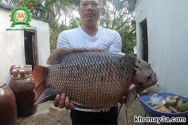Cẩm Nang Cách Nuôi Cá Tai Tượng Lên Màu Đẹp Và Phát Triển Khỏe Mạnh
