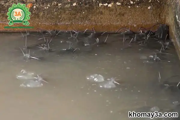 Cách Nuôi Cá Trê Trong Bể
