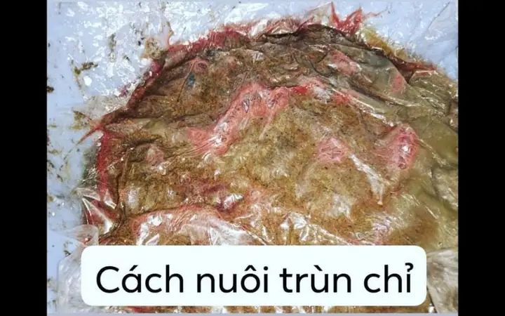 Những Dụng Cụ Cần Chuẩn Bị Để Nuôi Trùn Chỉ