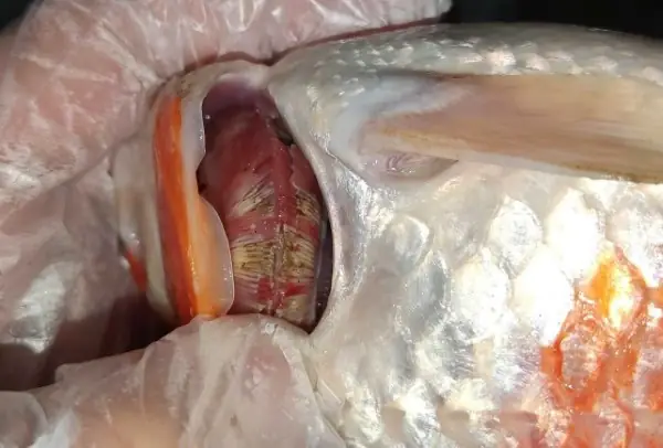 Bệnh Sán Da, Sán Mang Cá Koi Là Bệnh Gì?