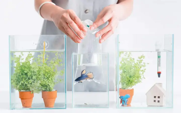 Cách Thả Cá Mới Mua Vào Bể Hiện Hữu