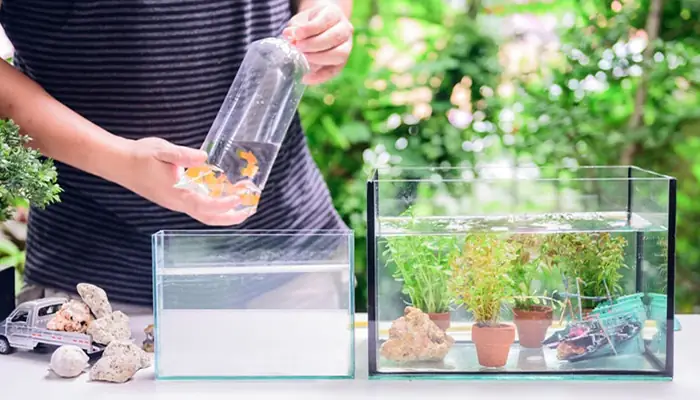 Cách Thả Cá Mới Mua Vào Bể Mới Cách Thả Cá Mới Mua Vào Bể Mới
