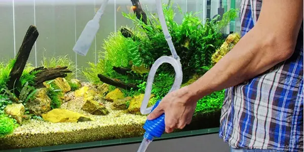 Hướng Dẫn Chi Tiết Cách Thay Nước Cho Cá Con An Toàn Và Hiệu Quả Hướng Dẫn Chi Tiết Cách Thay Nước Cho Cá Con An Toàn Và Hiệu Quả