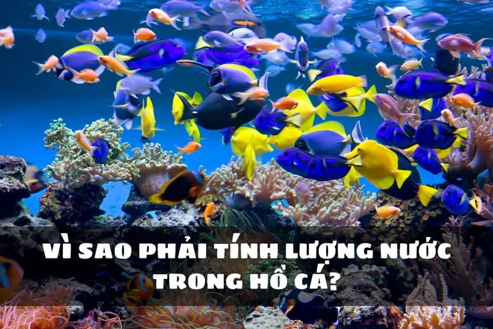 Tại Sao Phải Tính Lượng Nước Trong Hồ Cá?