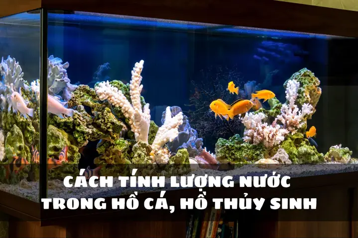 Cách Tính Lượng Nước Trong Hồ Cá, Hồ Thủy Sinh