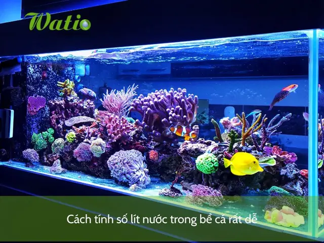 Hướng Dẫn Cách Tính Số Lít Nước Trong Bể Cá
