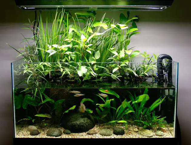 Cách Trang Trí Bể Cá Thủy Sinh Mini Cách Trang Trí Bể Cá Thủy Sinh Mini